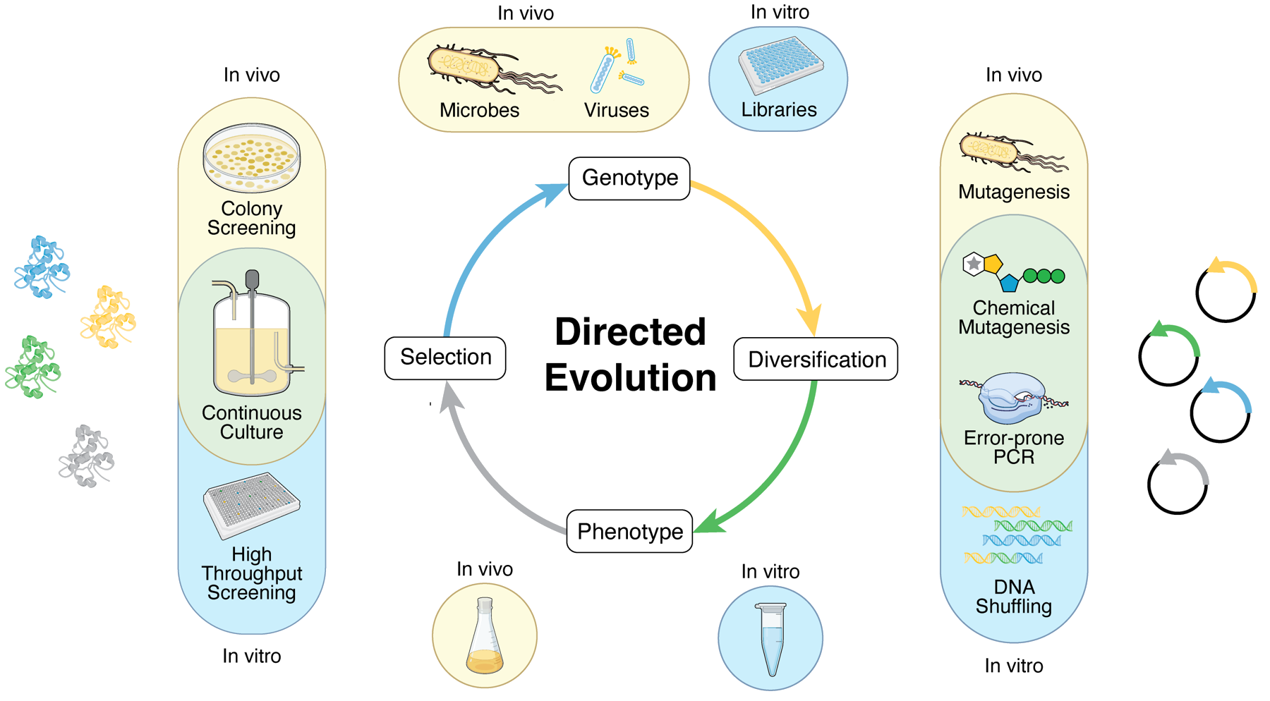 The directed evolution cycle: genotype, diversification, phenotype, selection