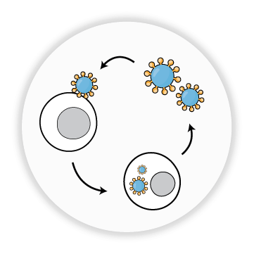 Cellular engineering
