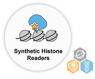 Synthetic histone readers